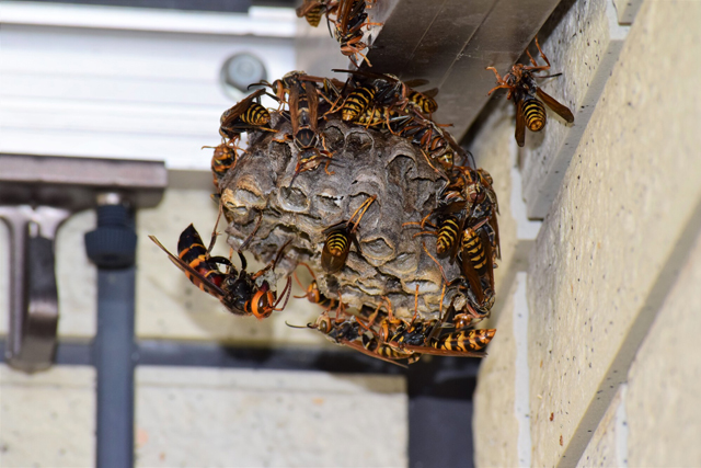 給湯器に作られた蜂の巣を安全に駆除する方法！対処時の注意点や依頼した場合の費用も解説